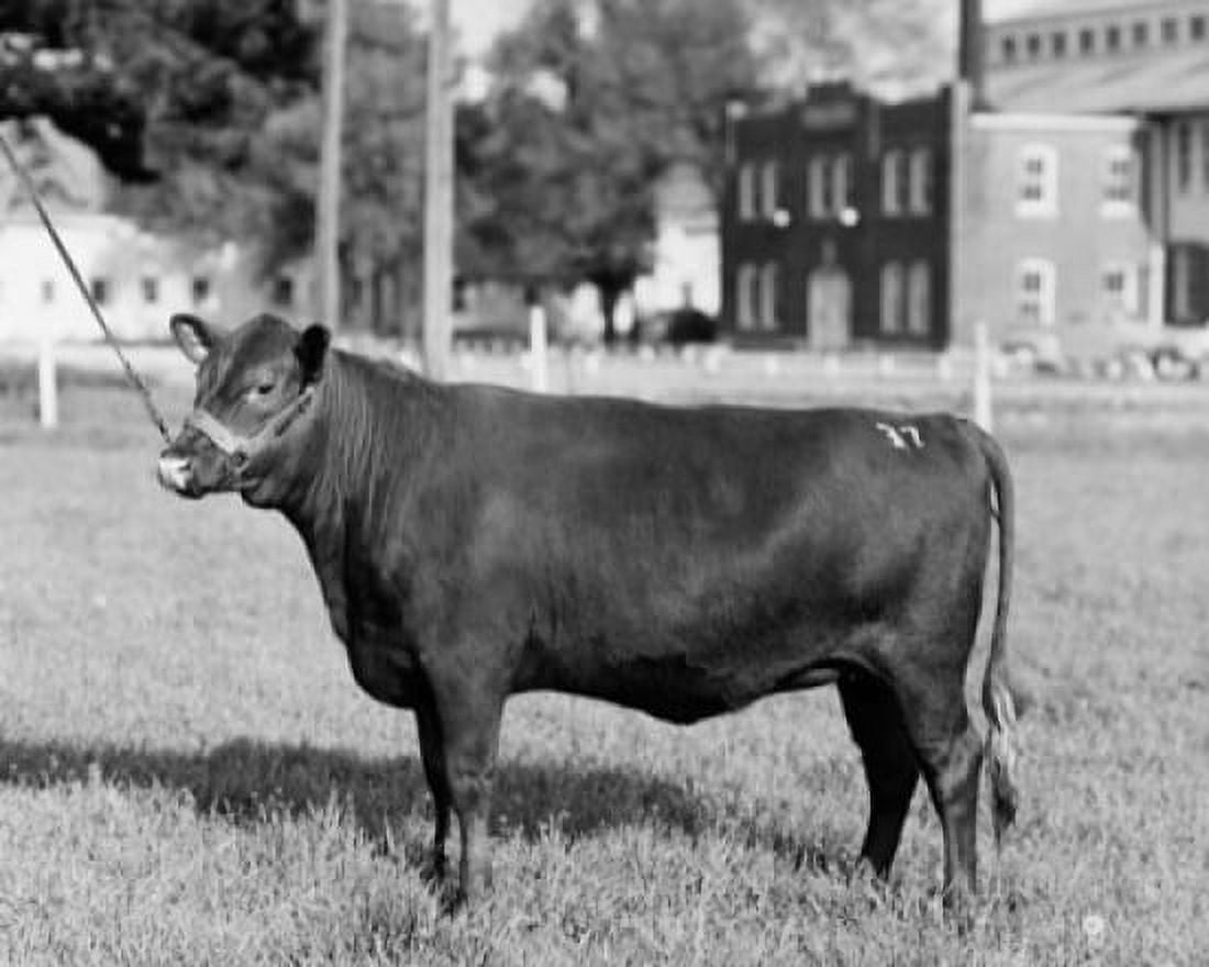Side profile of a Red Poll cow standing in a field Canvas Art - (24 x 36)