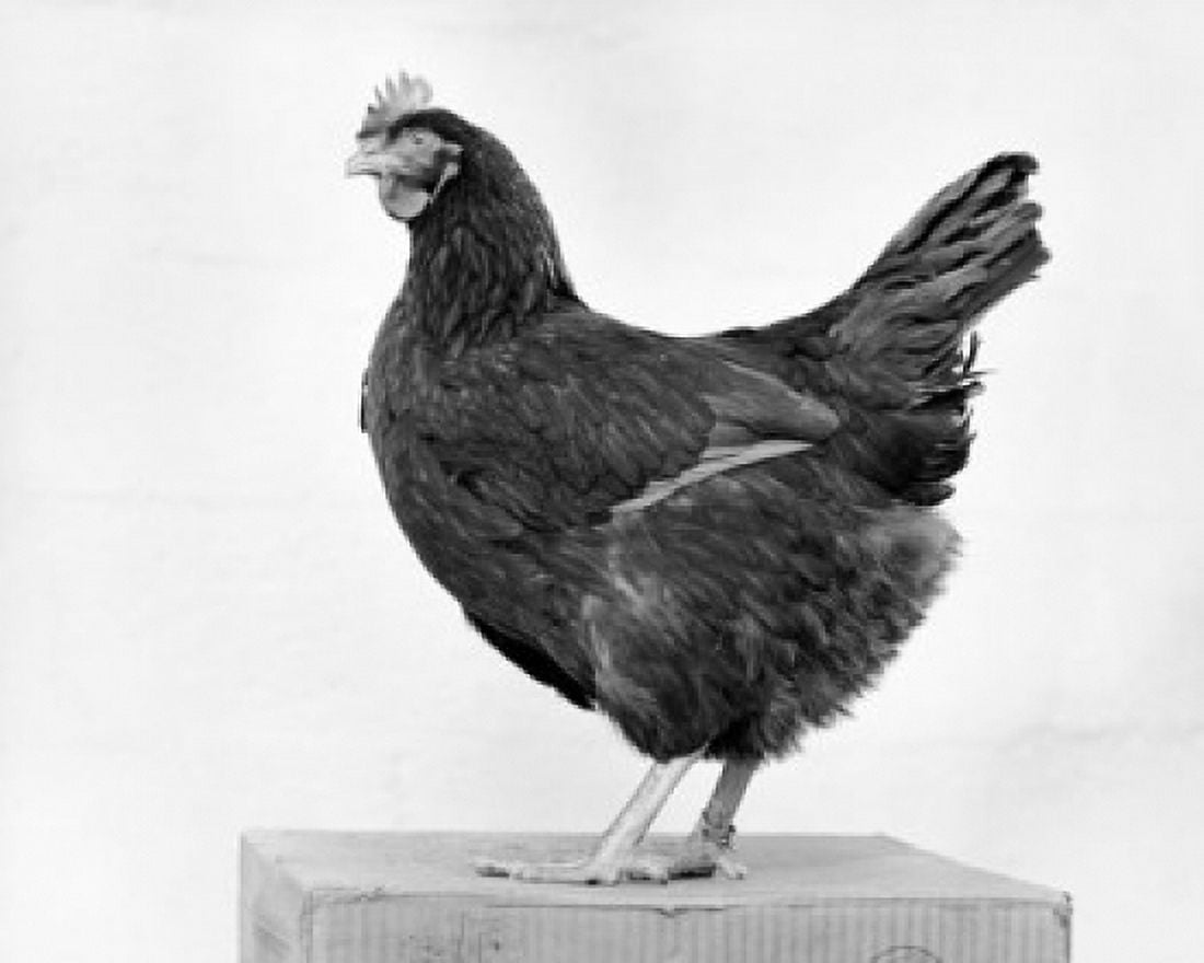 Side profile of a Rhode Island Red Chicken (Gallus gallus) Canvas Art - (18 x 24)
