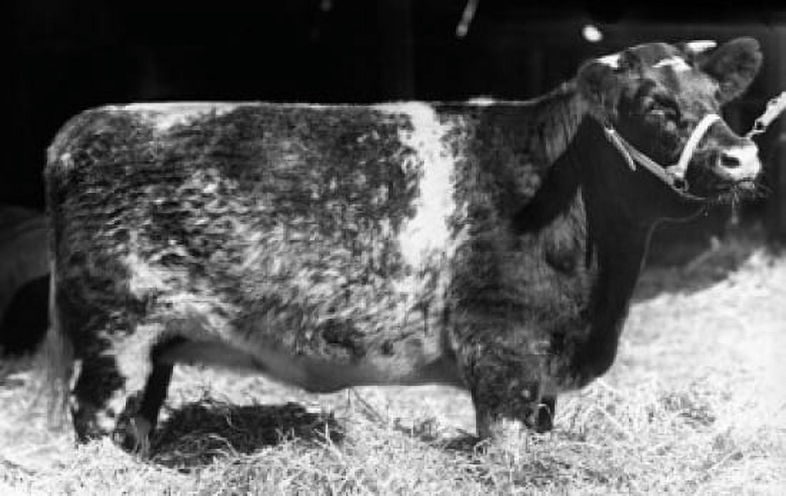 Side profile of a Shorthorn cow standing Canvas Art - (24 x 36)