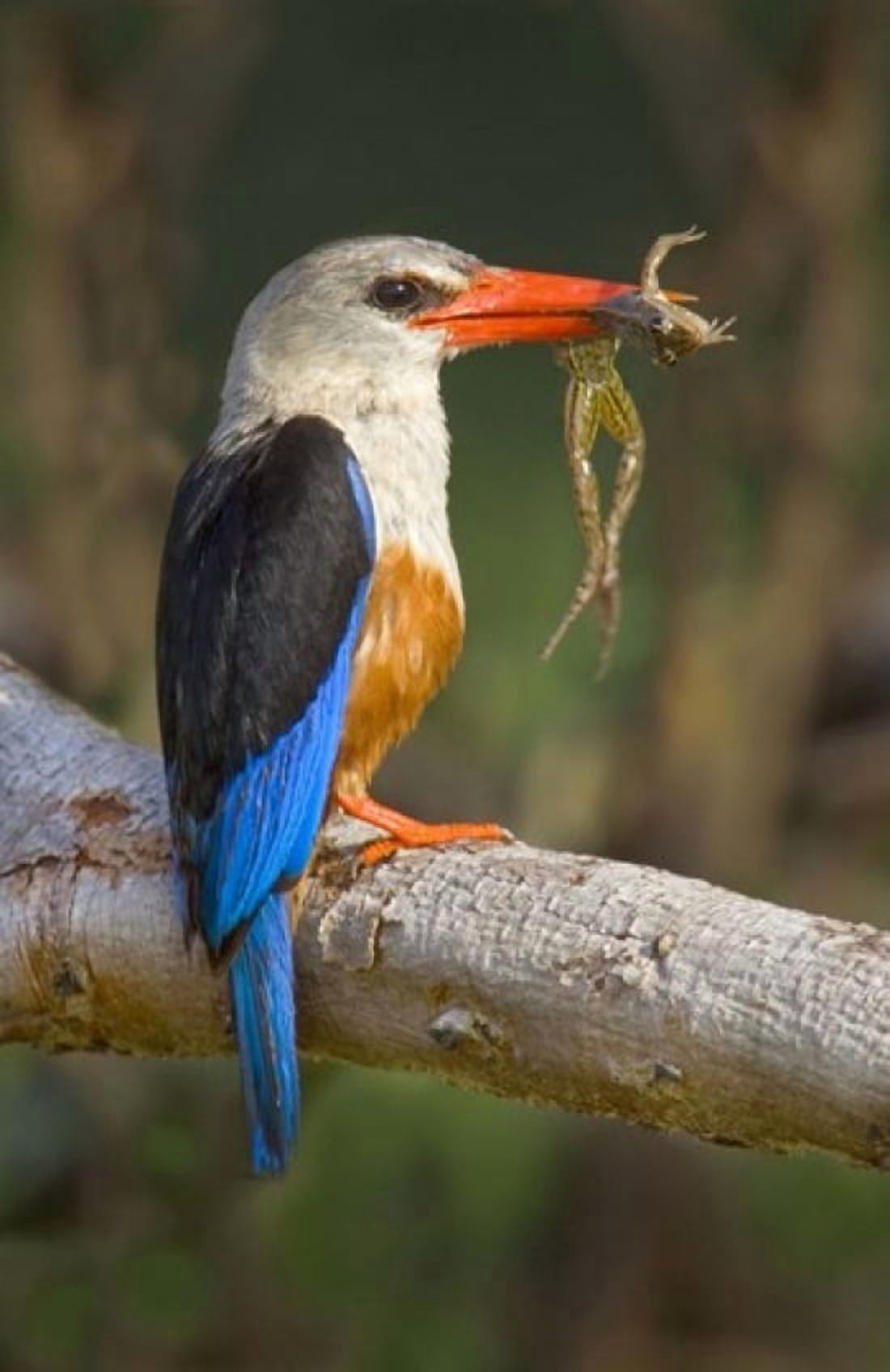 Side profile of a bird with a frog in its beak Lake Manyara National Park Tanzania Canvas Art - Panoramic Images (16 x 24)