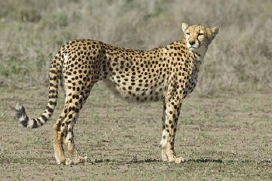 Side profile of a cheetah Ngorongoro Conservation Area Arusha Region Tanzania (Acinonyx jubatus) Canvas Art - Panoramic Images (16 x 11)