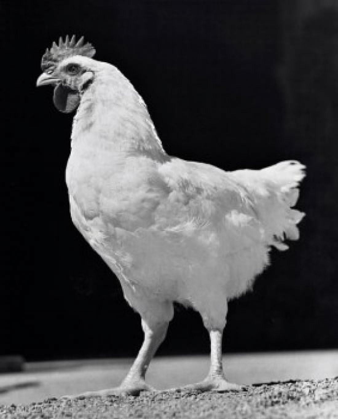 Side profile of a chicken Canvas Art - (24 x 36)