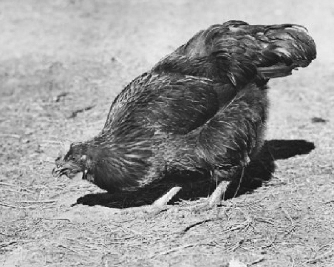 Side profile of a chicken pecking the ground Canvas Art - (18 x 24)