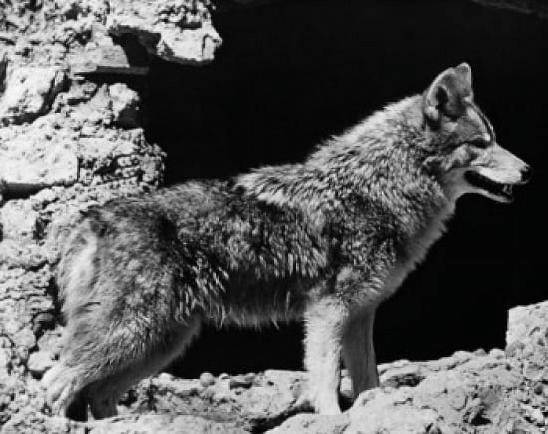 Side profile of a coyote (Canis latrans) Canvas Art - (18 x 24)