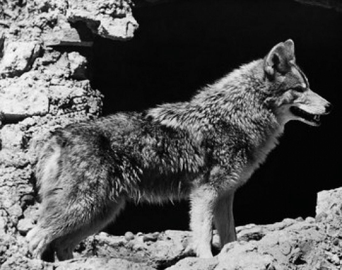 Side profile of a coyote (Canis latrans) Canvas Art - (24 x 36)