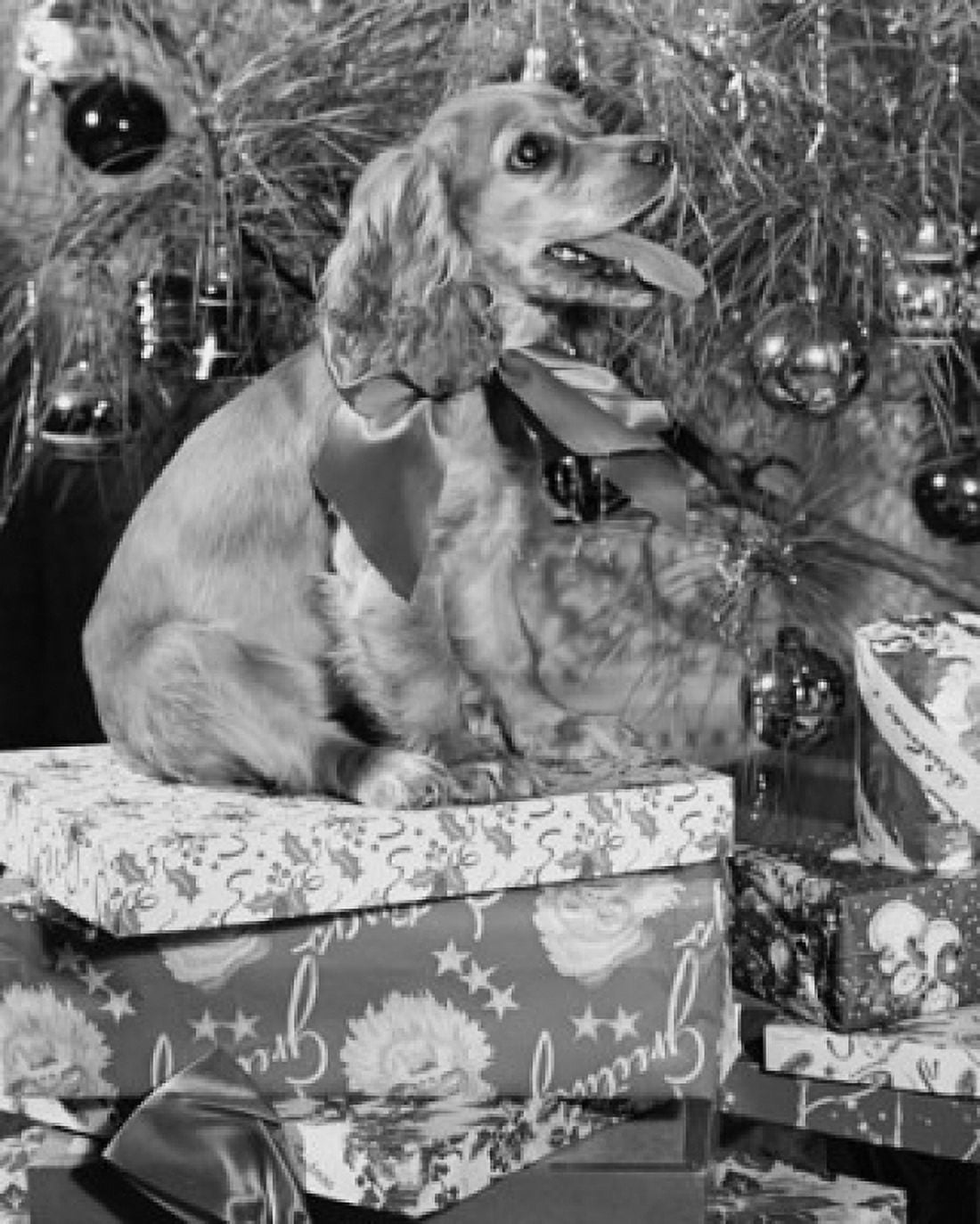 Side profile of a dog sitting on a Christmas presents Canvas Art - (18 x 24)