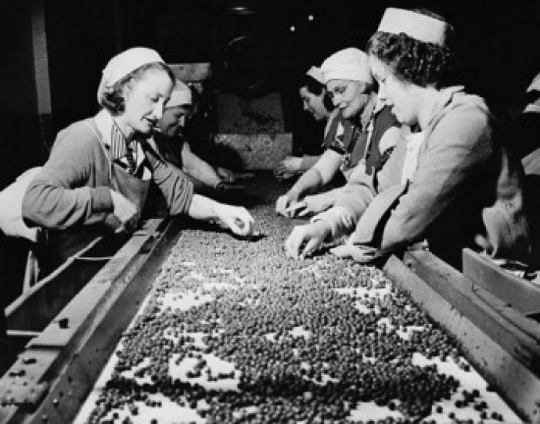 Side profile of a group of female workers sorting peas on a conveyor belt Canvas Art -  (24 x 36)