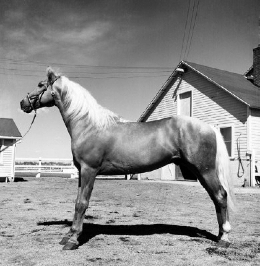 Side profile of a horse standing in a corral Canvas Art - (24 x 36)