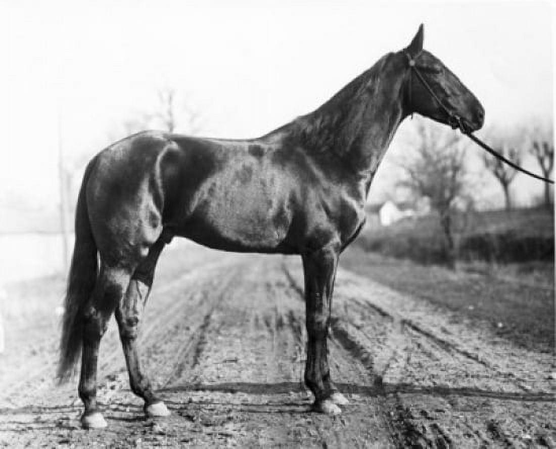 Side profile of a horse standing on a dirt road Canvas Art - (18 x 24)