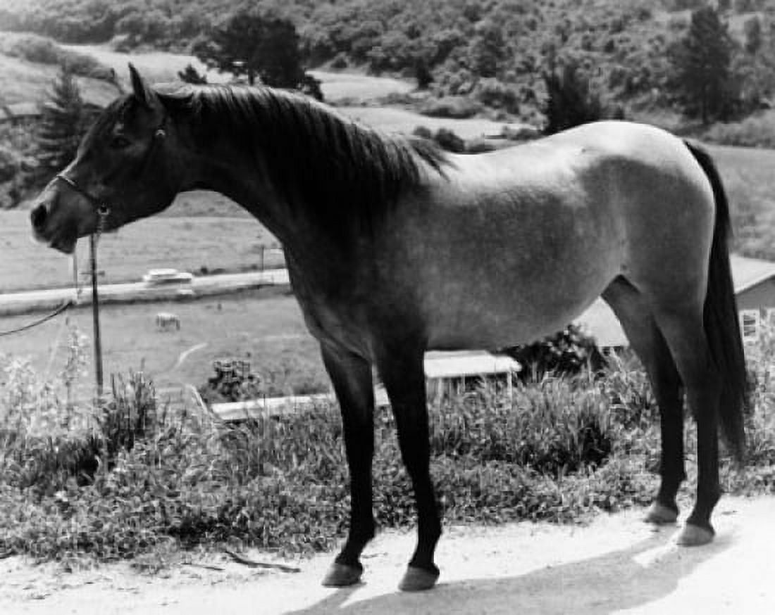Side profile of a horse standing on a path Canvas Art - (18 x 24)