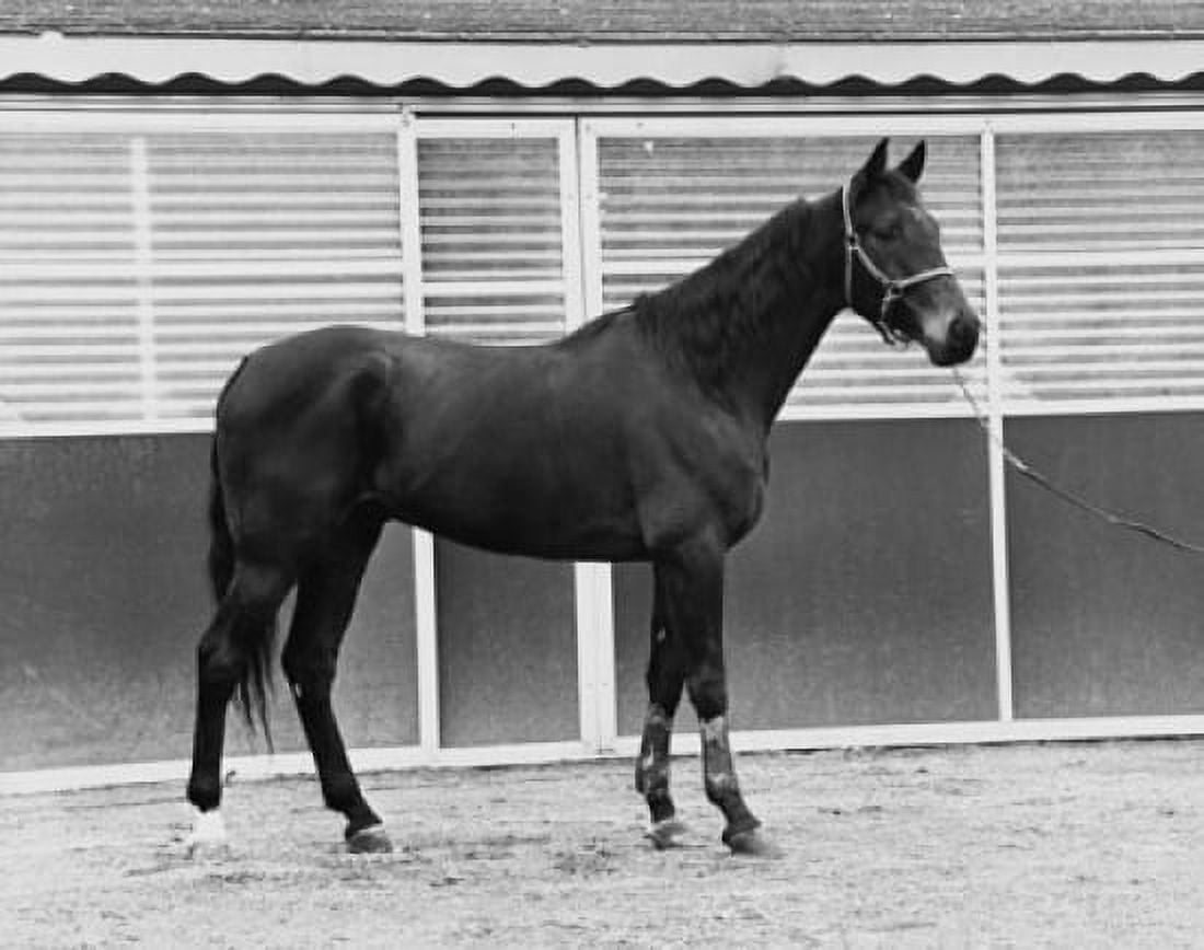 Side profile of a horse walking in a corral Canvas Art - (18 x 24)