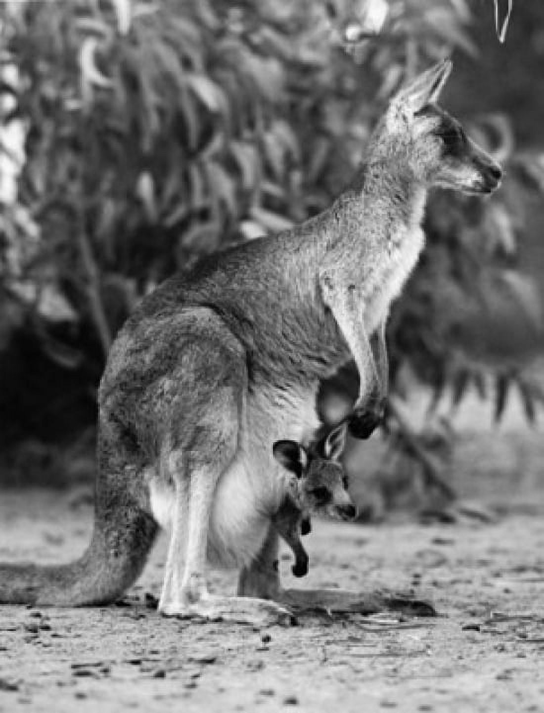 Side profile of a kangaroo with its joey Canvas Art - (18 x 24)
