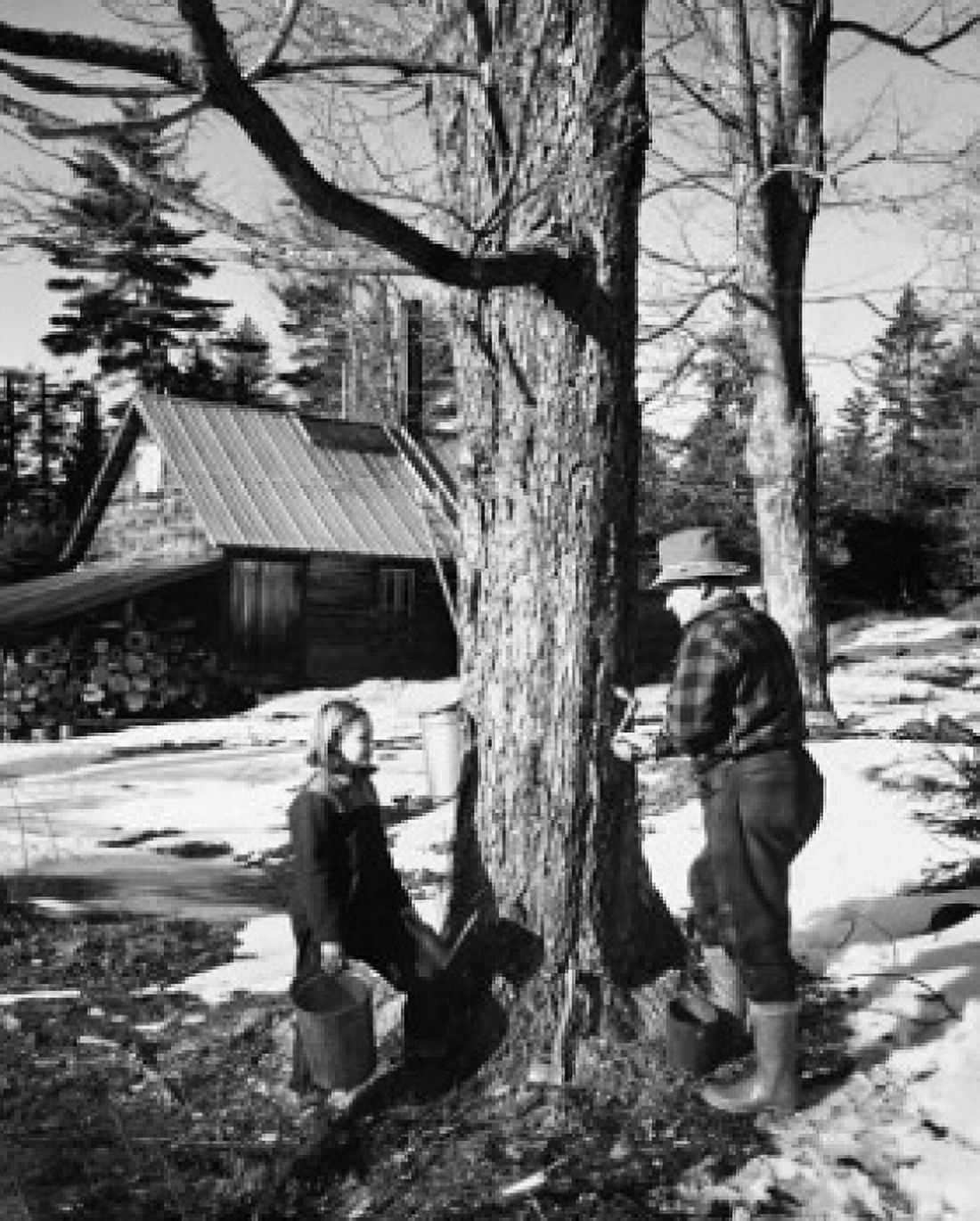 Side profile of a man with his daughter tapping a sugar maple tree Lancaster New Hampshire USA Canvas Art - (18 x 24)