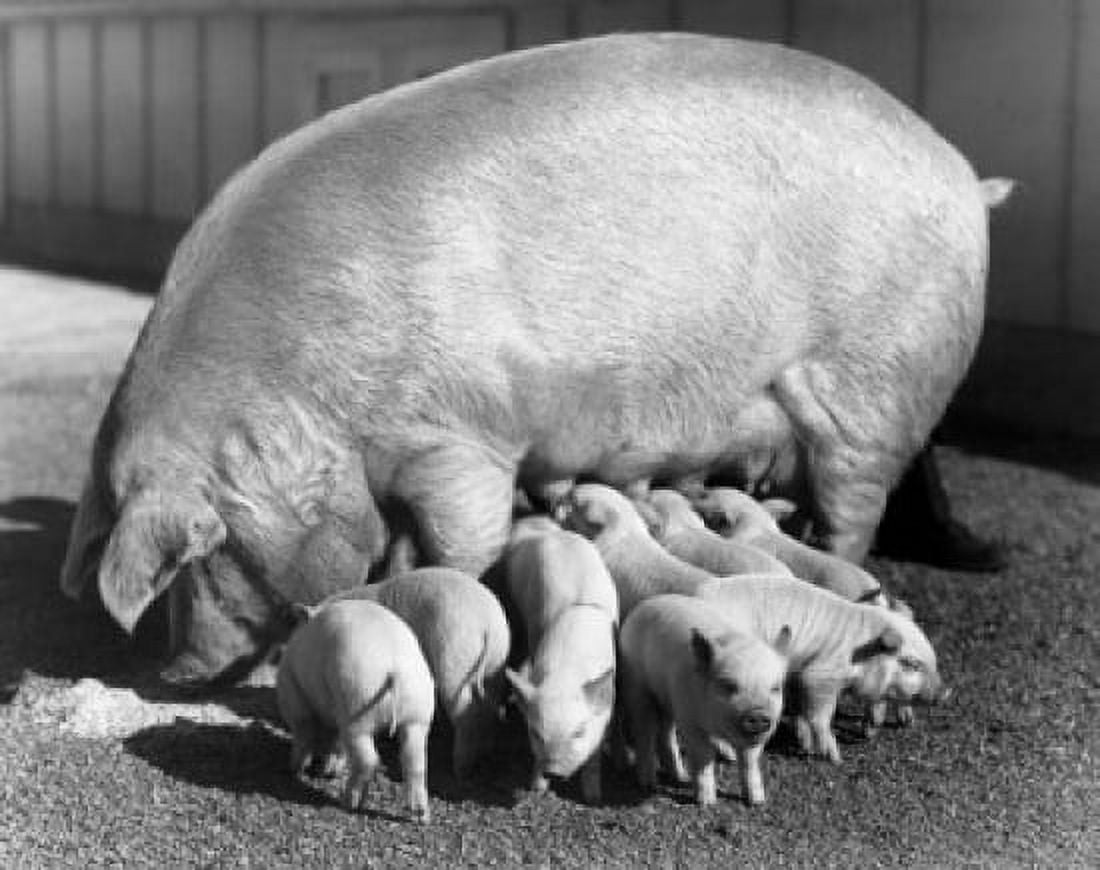 Side profile of a pig and her piglets Canvas Art - (18 x 24)