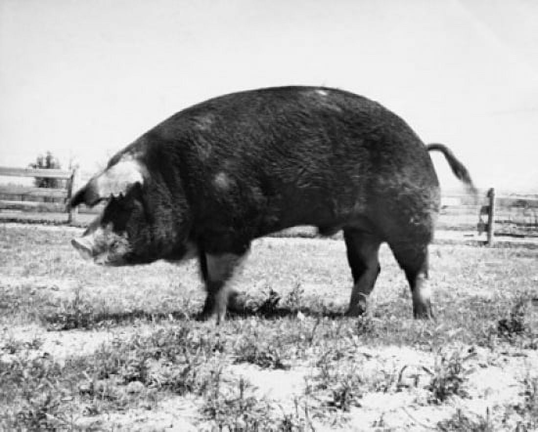 Side profile of a pig in a field Canvas Art - (18 x 24)