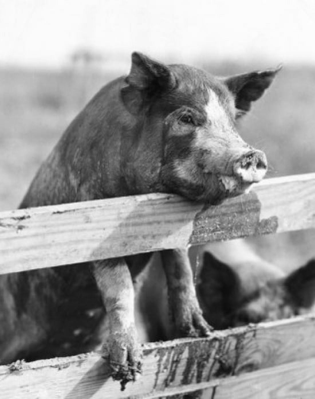 Side profile of a pig perched on a railing Canvas Art - (18 x 24)