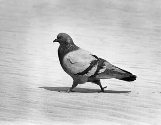 Side profile of a pigeon Canvas Art - (24 x 36)