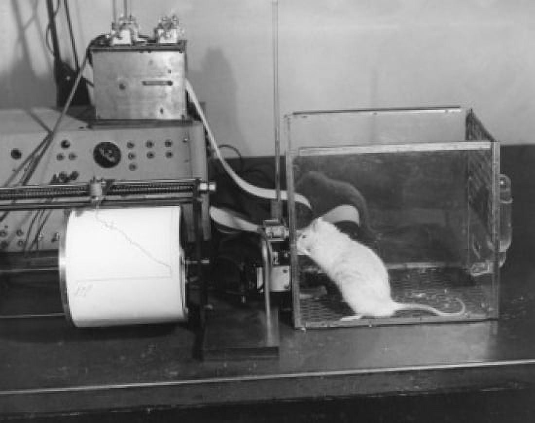 Side profile of a rat in an experimental box Canvas Art - (18 x 24)