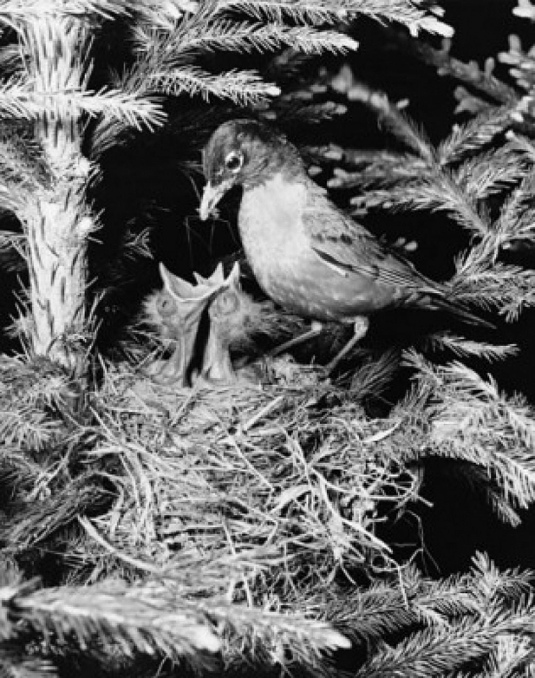 Side profile of a robin feeding its two young ones in a nest Canvas Art - (24 x 36)