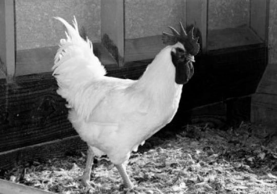 Side profile of a rooster Canvas Art - (18 x 24)