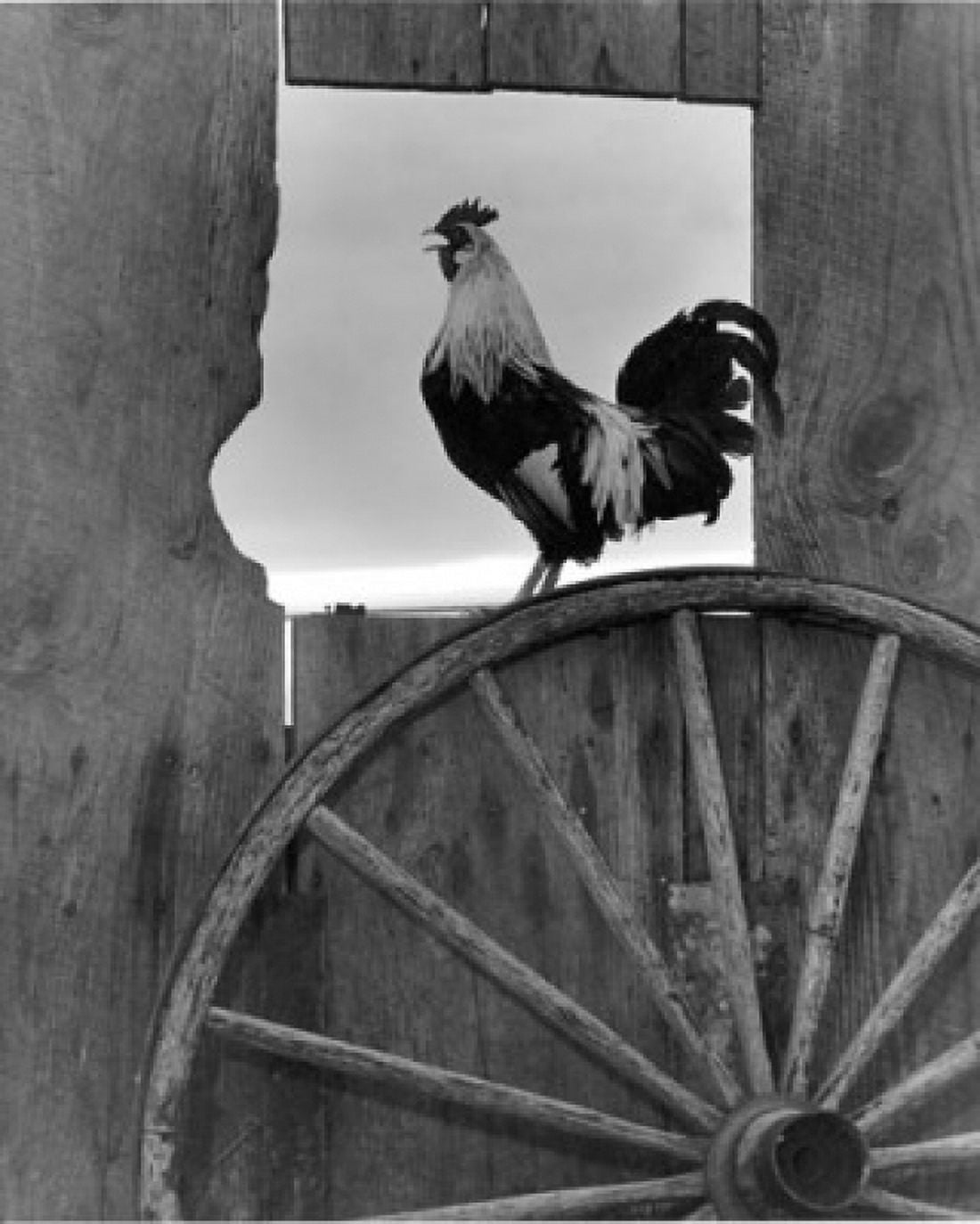 Side profile of a rooster perching in a window Canvas Art - (18 x 24)
