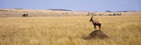 Side profile of a topi standing on a termite mound Masai Mara National Reserve Kenya Canvas Art - Panoramic Images (36 x 12)