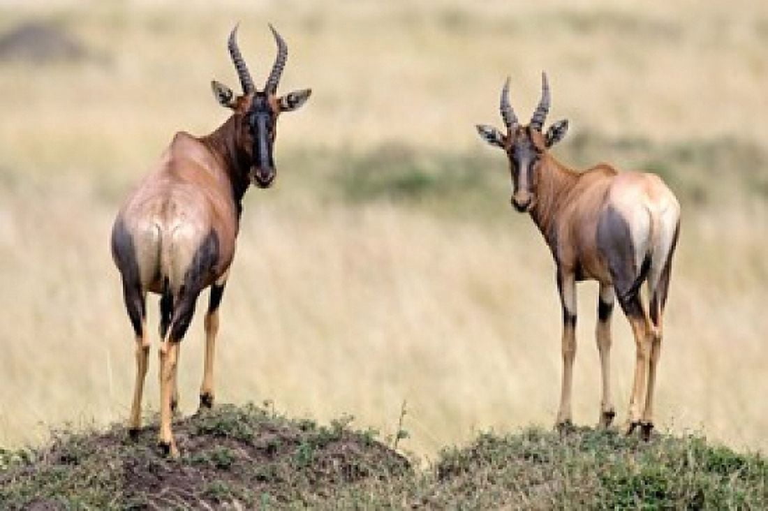 Side profile of a topi standing on a termite mound Masai Mara National Reserve Kenya Canvas Art - Panoramic Images (36 x 24)