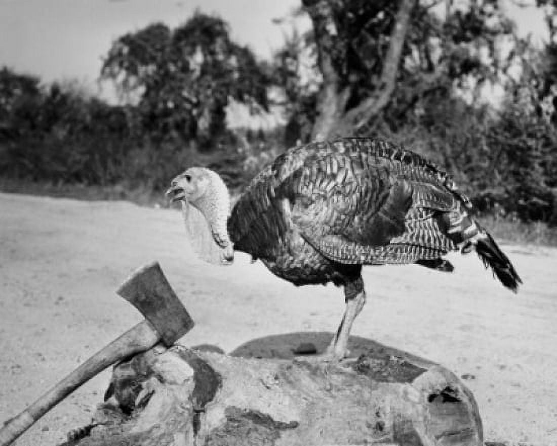 Side profile of a turkey and axe on a tree stump Canvas Art - (18 x 24)