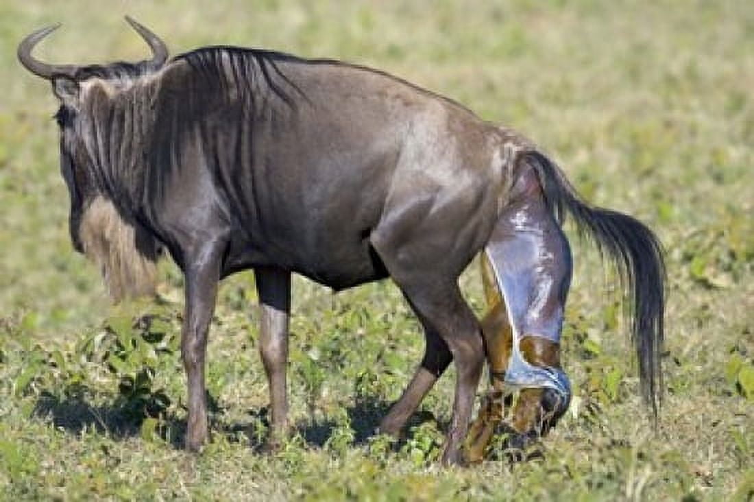 Side profile of a wildebeest giving birth to its calf Ngorongoro Crater Ngorongoro Conservation Area Tanzania Canvas Art - Panoramic Images (16 x 11)