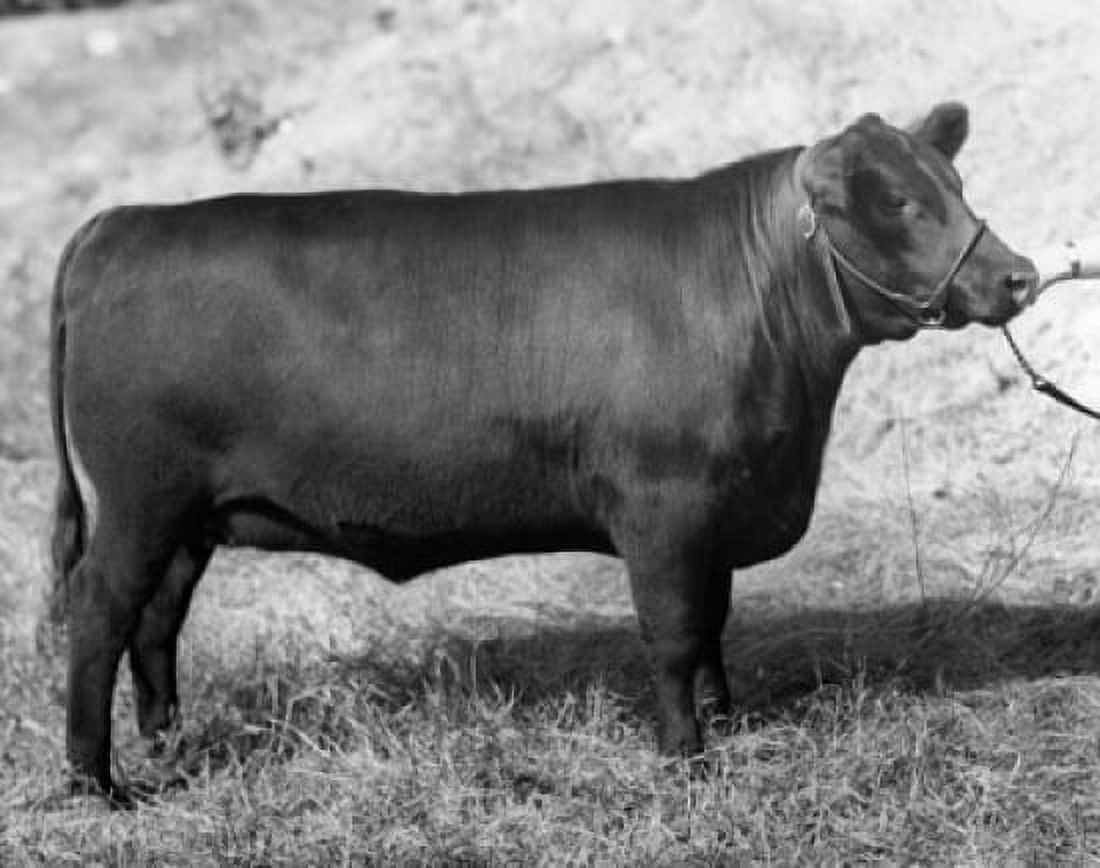 Side profile of an Angus cow standing in a field Canvas Art - (18 x 24)