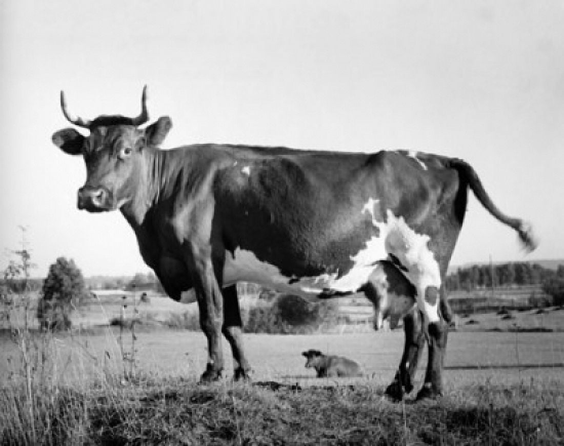 Side profile of an Ayrshire cow standing in a field Canvas Art - (18 x 24)