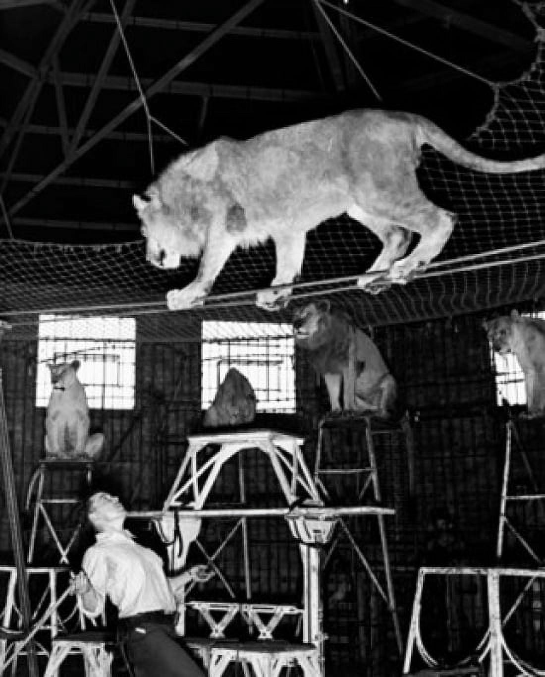 Side profile of an animal trainer performing with lions in a circus Canvas Art - (18 x 24)
