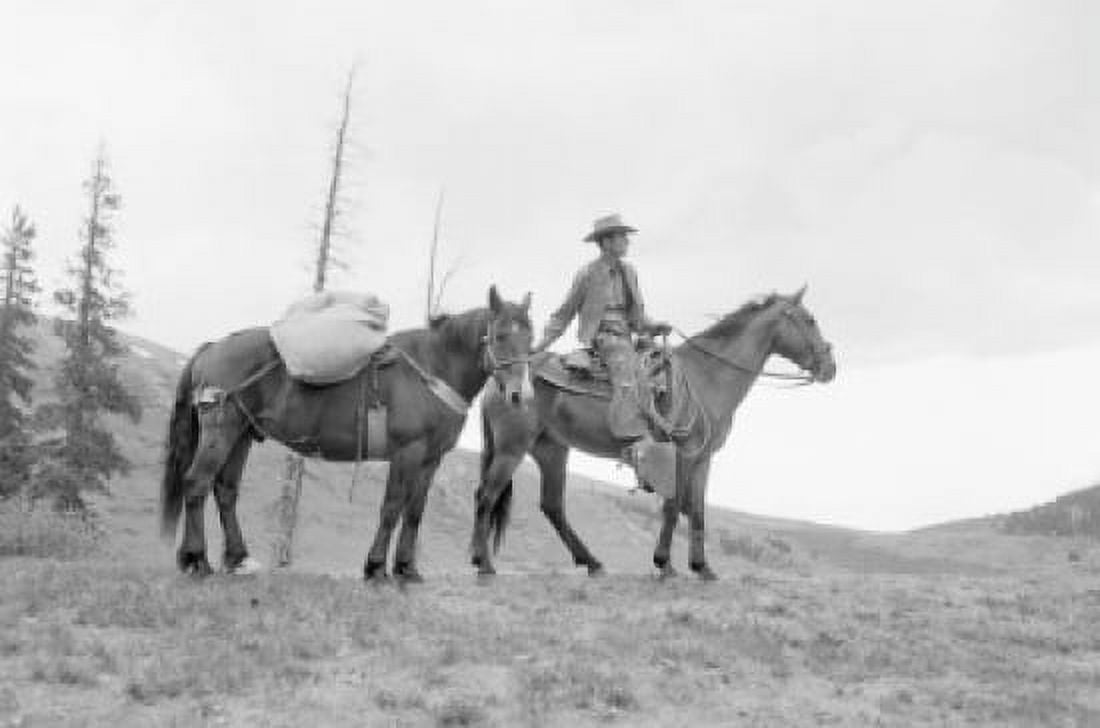 Side profile of cowboy with two horses Canvas Art - (18 x 24)
