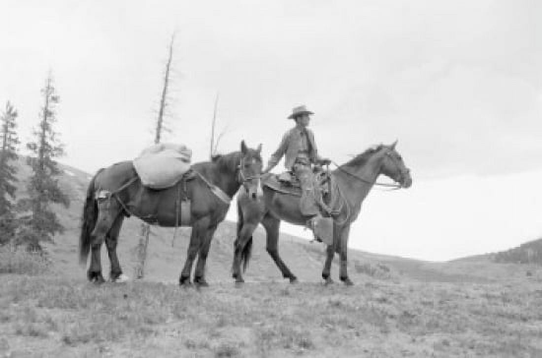 Side profile of cowboy with two horses Canvas Art - (24 x 36)