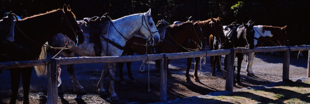 Side profile of five horses US Glacier National Park Montana USA Canvas Art - Panoramic Images (27 x 9)