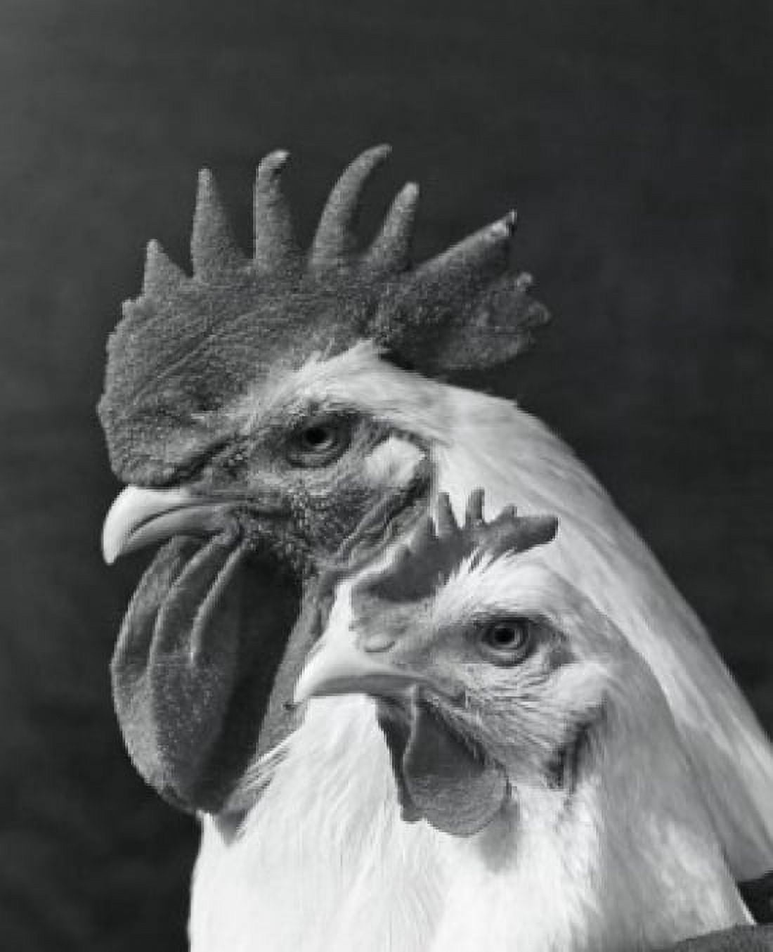 Side profile of two roosters Canvas Art - (18 x 24)