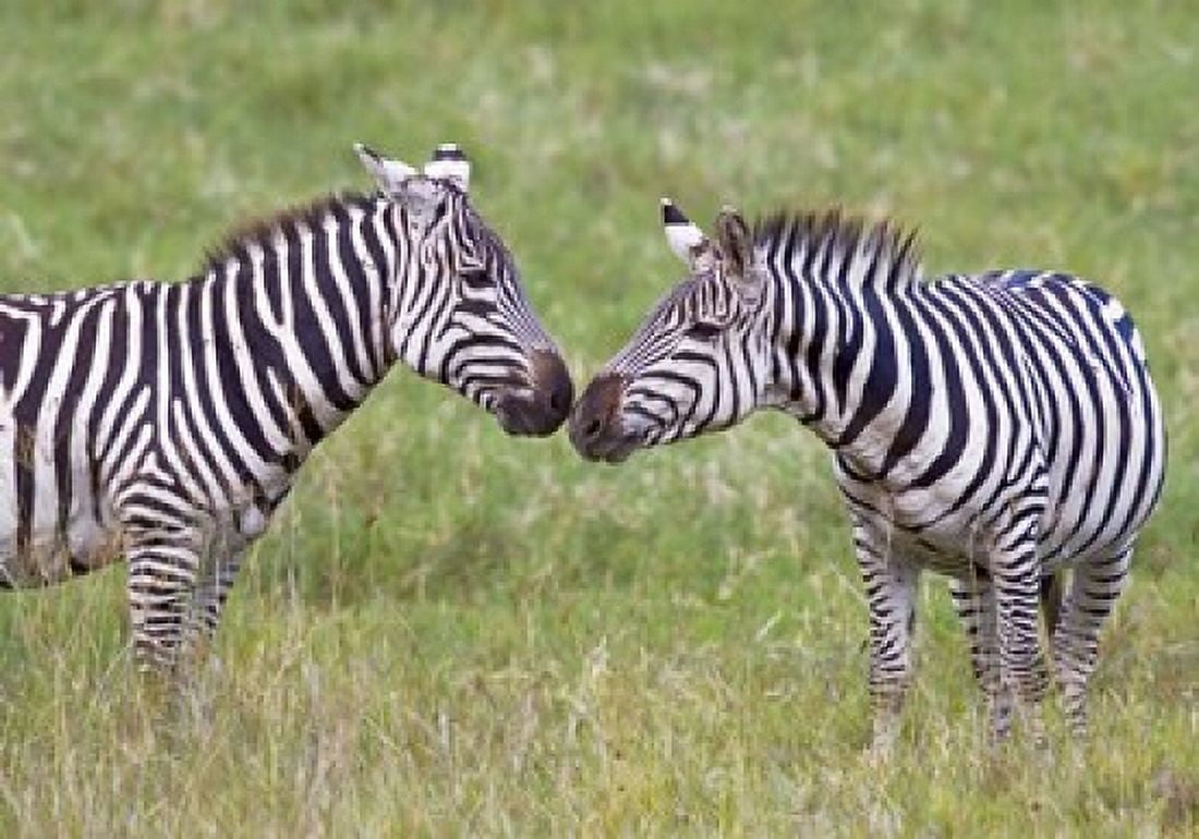 Side profile of two zebras touching their snouts Ngorongoro Crater Ngorongoro Conservation Area Tanzania Canvas Art - Panoramic Images (16 x 12)