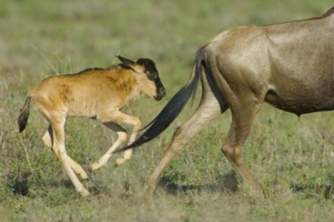 Side profile of a wildebeest and its calf running in a field Ngorongoro Conservation Area Arusha Region Tanzania Canvas Art - Panoramic Images (16 x 11)