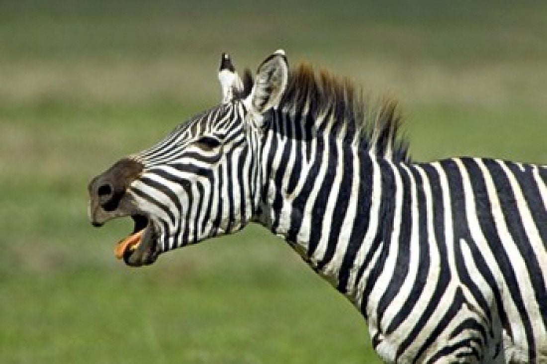 Side profile of a zebra braying Ngorongoro Conservation Area Arusha Region Tanzania (Equus burchelli chapmani) Canvas Art - Panoramic Images (16 x 11)
