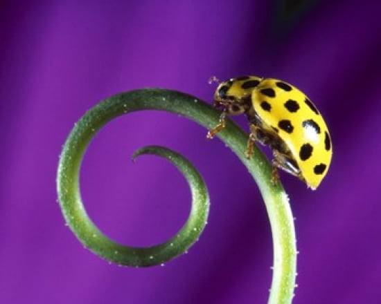 Side view close up of yellow ladybug sitting on a green curlicue shaped leaf Canvas Art - Panoramic Images (36 x 29)