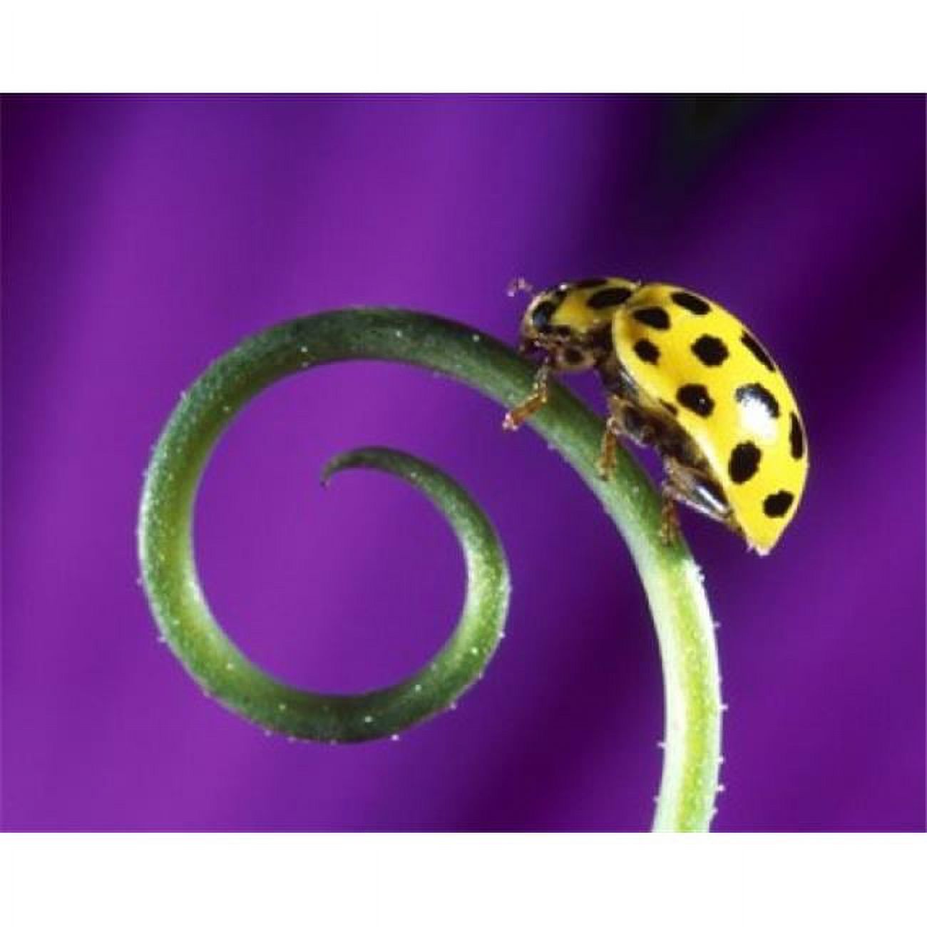 Side view close up of yellow ladybug sitting on a green curlicue shaped