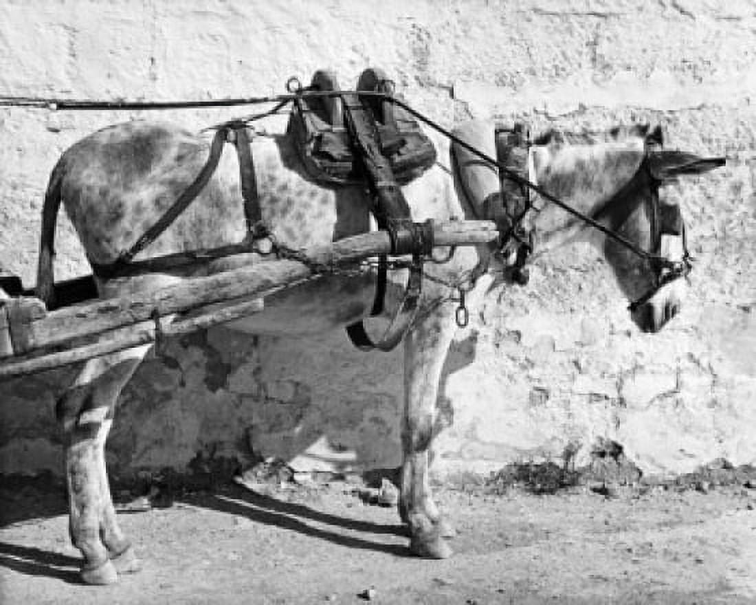Side view of a donkey attached to a harness Canvas Art - (24 x 36)