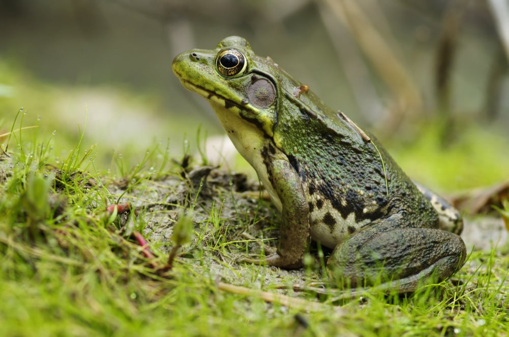 Side view of alert green frog Vaudreuil Quebec Canada Canvas Art - Steeve Marcoux Design Pics (38 x 24)