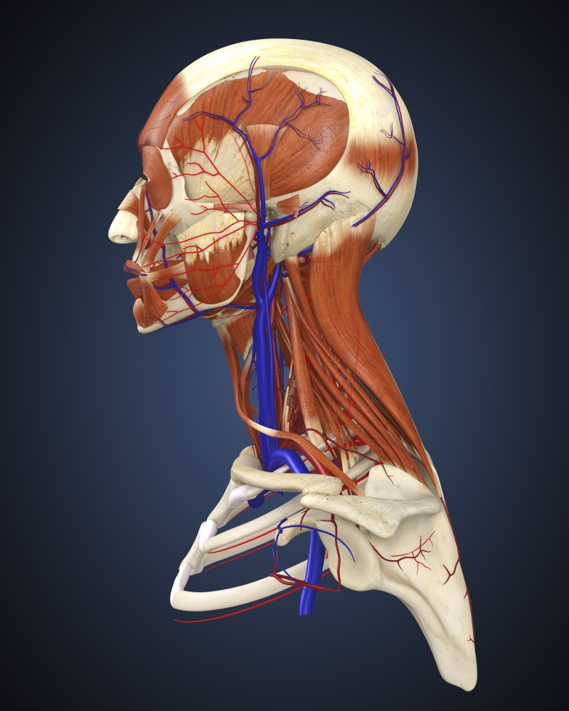 Side view of human face with bones muscles and circulatory system Canvas Art - Stocktrek Images (26 x 32)
