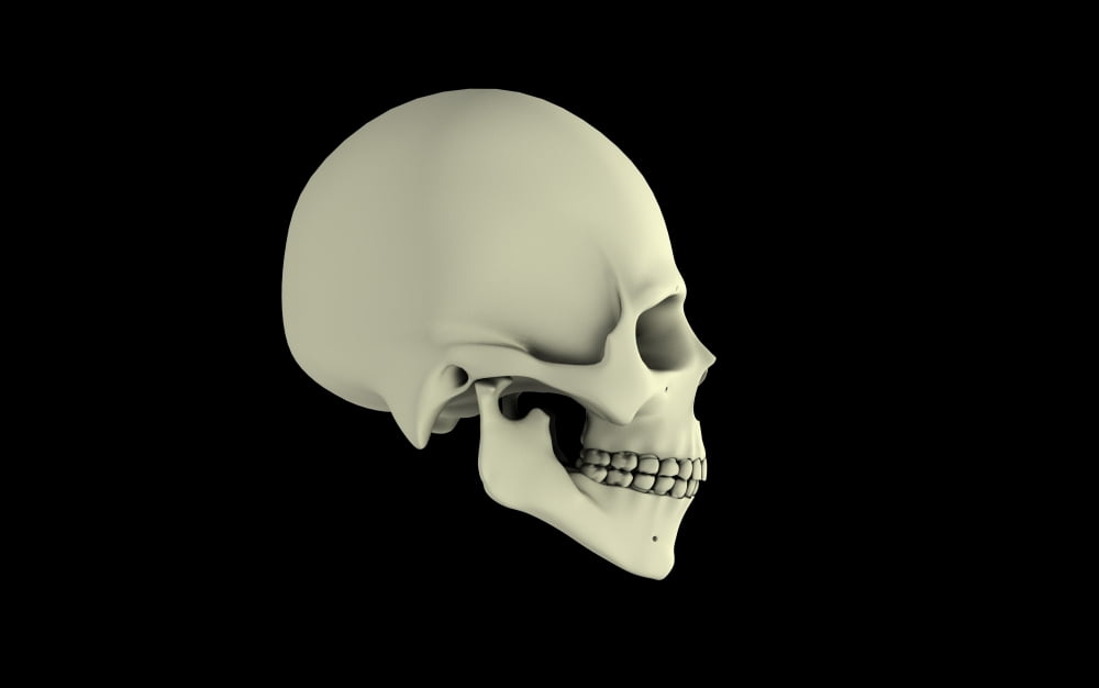 Side view of human skull Canvas Art - Stocktrek Images (18 x 12)