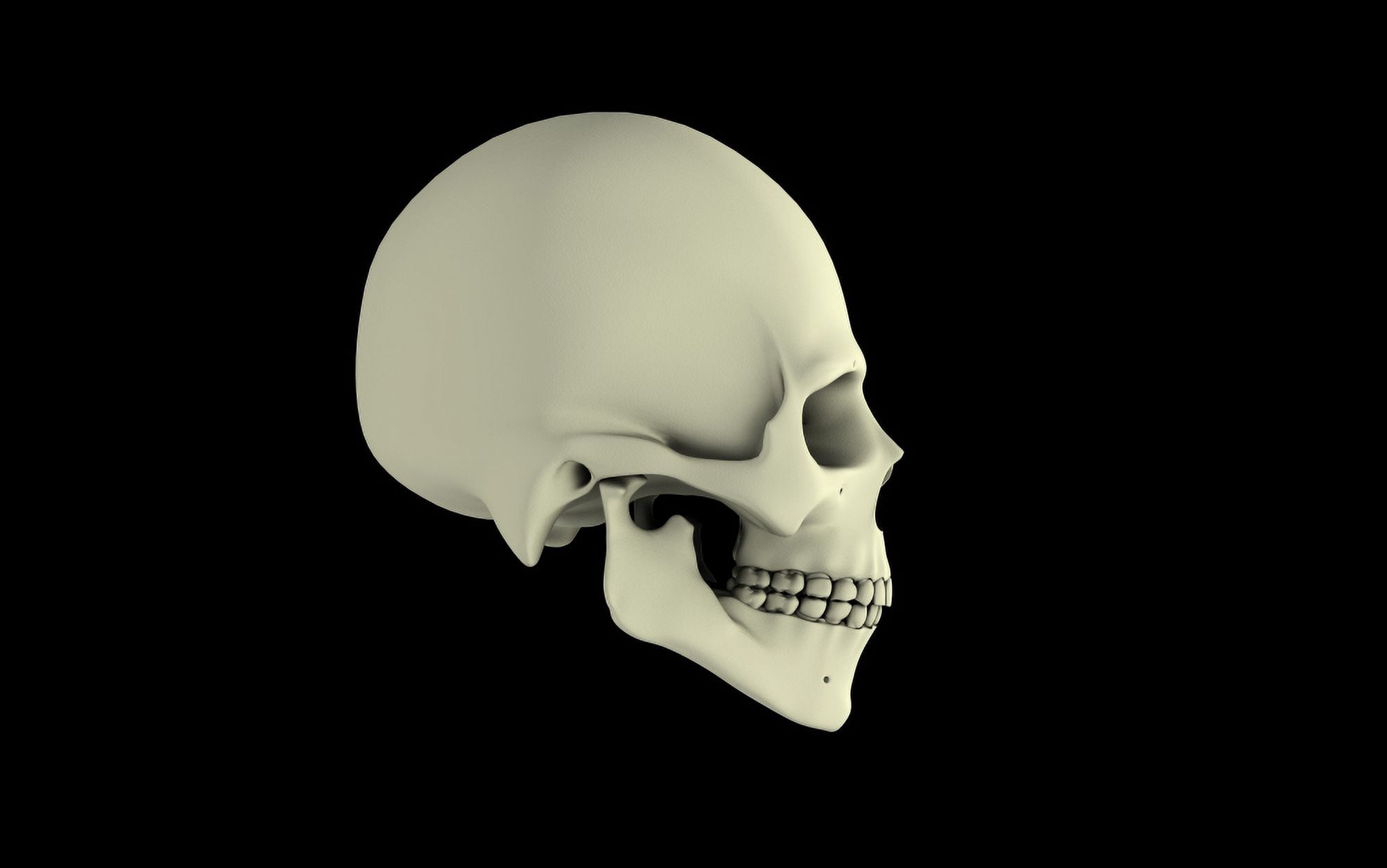 Side view of human skull Canvas Art - Stocktrek Images (36 x 23)