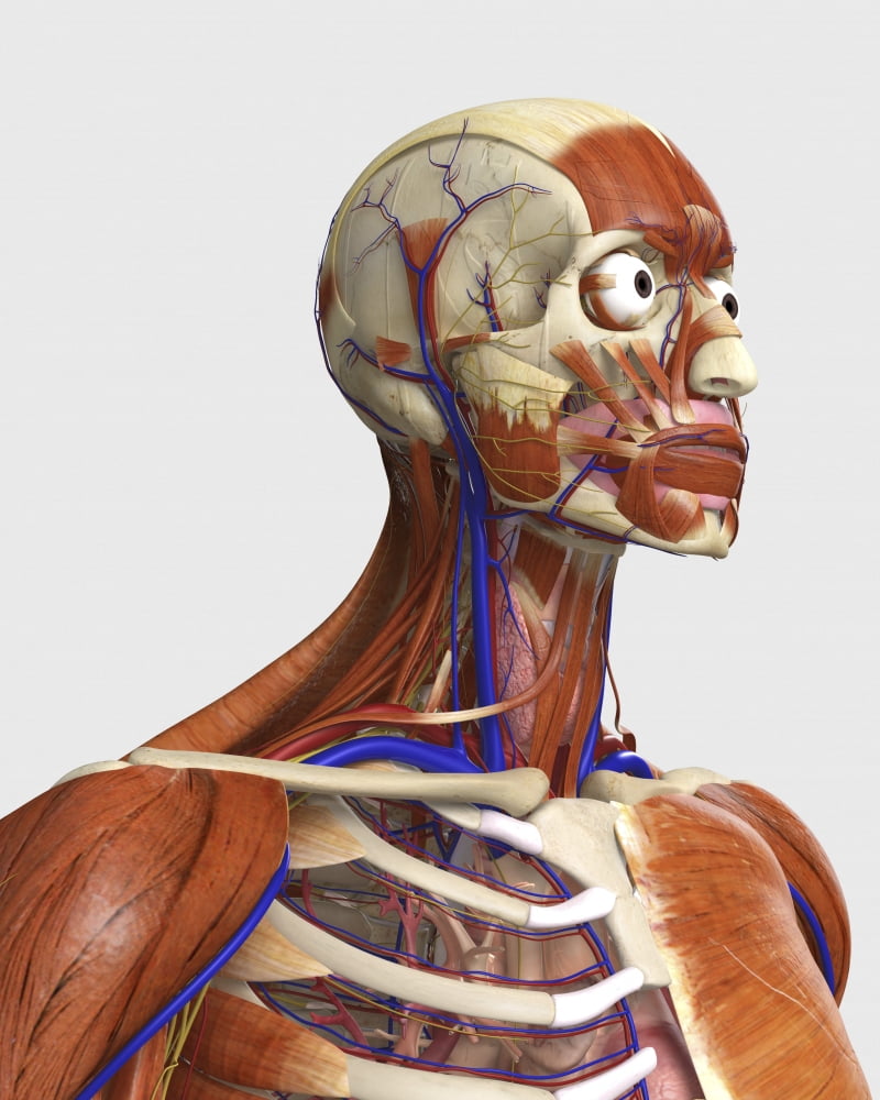 Side view showing human bones with muscles and circulatory system Canvas Art - Stocktrek Images (13 x 16)