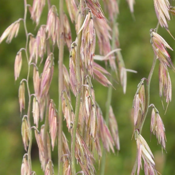 Sideoats Grass Seeds for Planting - Bouteloua curtipendula (25,000 Seeds)