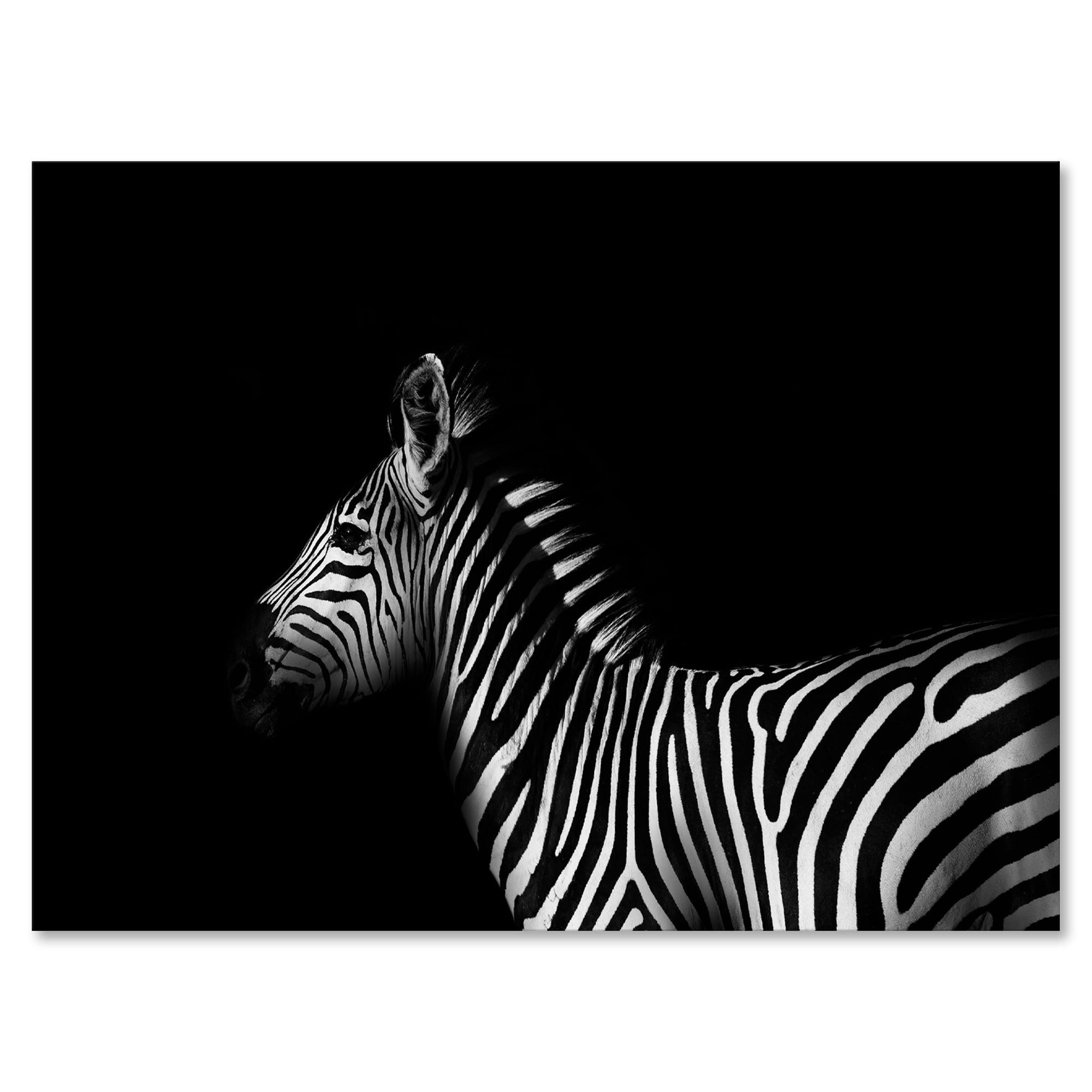 Sideview Of Zebra In White and Black 12 in x 8 in Photography Canvas Art Print, by Designart