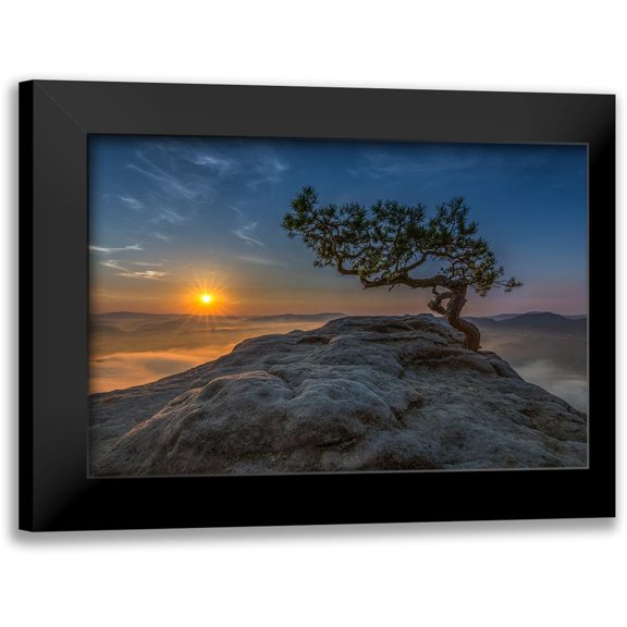 Siegel, Thomas 14x11 Black Modern Framed Museum Art Print Titled - Old Pine